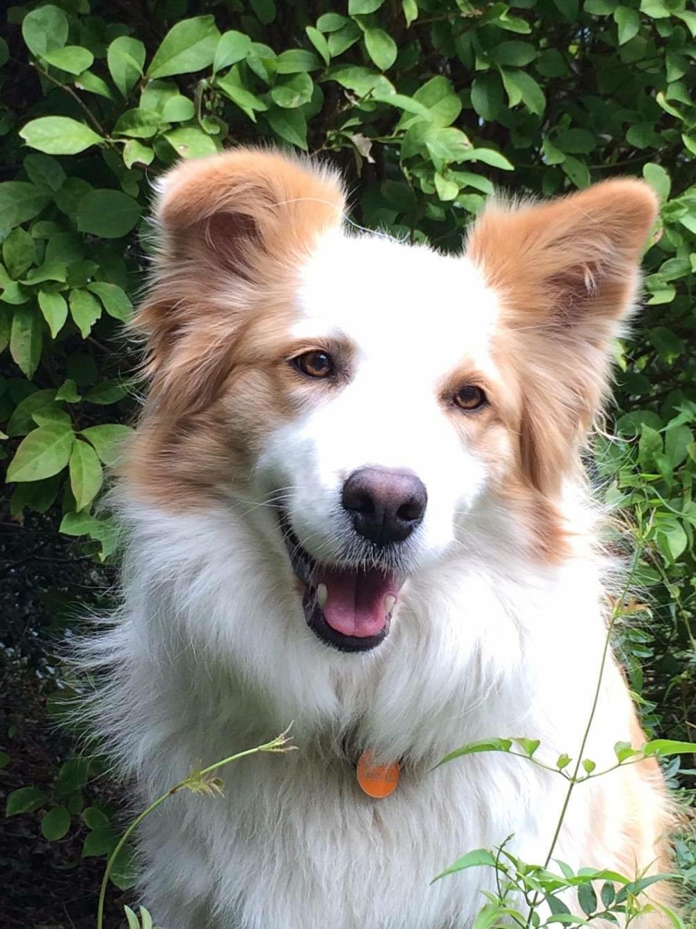 Evergreen Garden Venue - dogsatweddings